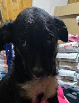 Thomas- wurde einfach ausgesetzt 9 - Dreikirchen