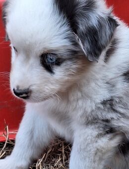 Mini Aussie , Mini Australien Shepherd o.P. - Beelitz Zentrum