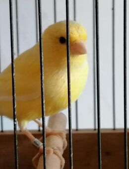 Gesangskanarien, Harzer Edel Roller, Kanarienvögel - Nentershausen (Hessen)