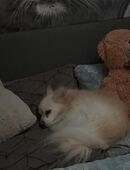 Lou sucht ein neues Zuhause in 58239