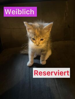 Liebevolles BabyKatzen/ Kitten - Balingen