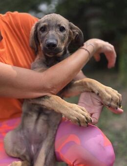 Maddie - das Welpenmädchen aus dem Müll - Philippsburg