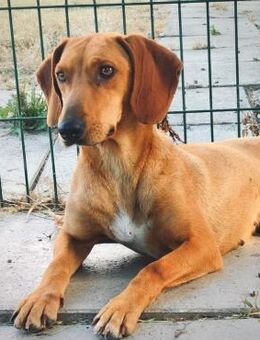 Giuditta - Würzburg