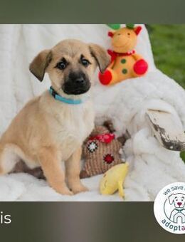 Elvis: Hundekind sucht ein Zuhause - Kirchzell