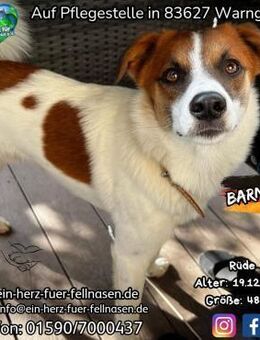 BARNEY-liebt Hunde, Katzen und Kinder - Waakirchen