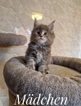 Maine Coon Kitten. - Liebenau (Niedersachsen)