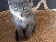 Kitten grau🐈‍⬛ - Hamburg
