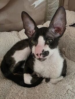 Cornish Rex sucht dringend zuhause weiblich - Dortmund
