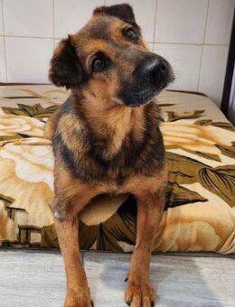 Zauberhafte Foxy❤️sucht ein Zuhause - Rott (Inn)