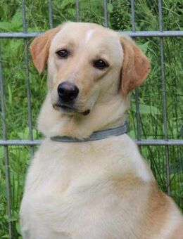 Fanny, Pflegestelle in Hessen - Bad Vilbel