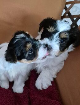 Biewer yorkshire terrier - Medebach (Hansestadt) Zentrum