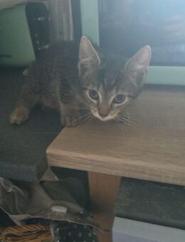 Kater sucht neues zuhause - Hechingen Zentrum