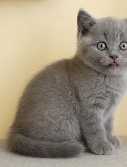 BKH Kitten blue und blue Point - Katzenbabys Kätzchen Kurzhaar weiß grau blau Britisch Kurzhaar - Möckern Dörnitz