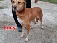 LUCY ❤ sucht Zuhause oder Pflegestelle - Langenhagen