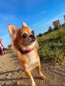 🐶 Steckbrief – Suche nach Chihuahua-Rüden für meine Hündin Amy in 61449