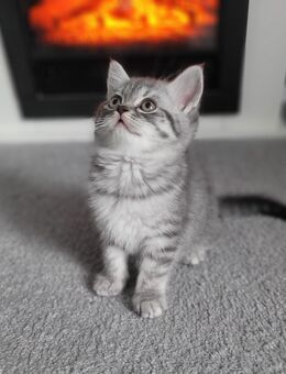 BKH-Perser-Mix Katze (Kitten) ab 19.10.2025 abzugeben - Pölzig