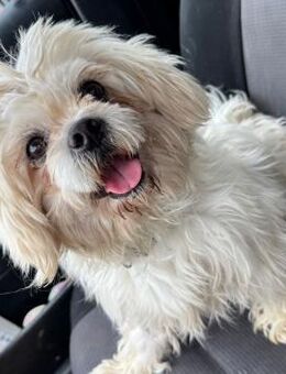 💙Flocki💙sucht sein Zuhause 💙🐾 - Freilassing