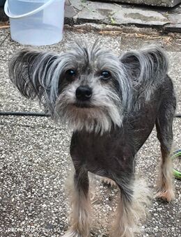 Chinesischer Schopfhund sucht neues Bettchen - Gladbeck