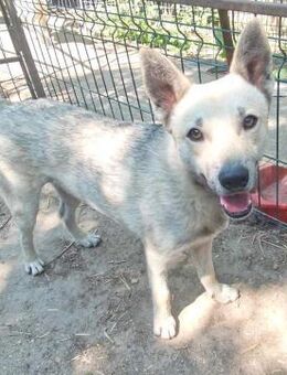 MISHA -freundlich zu Mensch, Hund, Katze - Gevelsberg