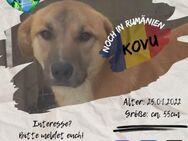 KOVU - ein lieber Kerl für euer Leben! - Waakirchen