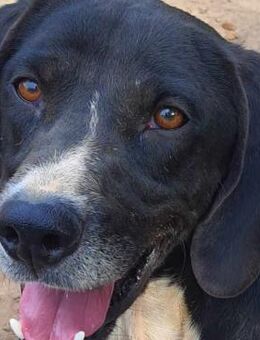 ❣️SOS - dringend - Jerry braucht HILFE - Eislingen (Fils)