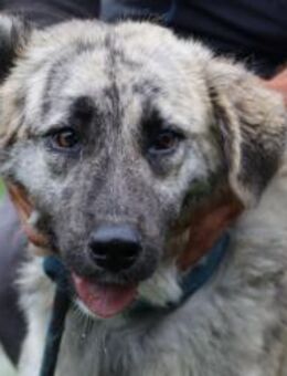 Remon - aparter, zutraulicher Rüde - Lohra