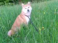 Reinrassige Shiba Inu Welpen mit Herz und Charakter – auf der Suche nach einem liebevollen Zuhause 🐶❤️ - Babenhausen (Hessen)