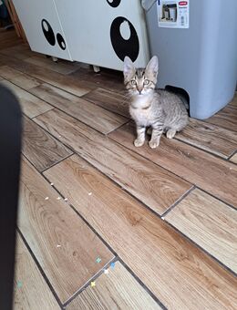 Unser kleiner Finn such noch ein Liebe volles zuhause - Roßdorf (Hessen)