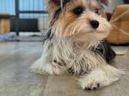 Yorkshire terrier welpen - Aschersleben