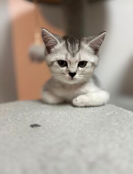 Britisch Kurzhaar Kitten - Trostberg