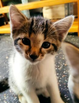 Getigerte Babykatze - Leutkirch (Allgäu) Zentrum