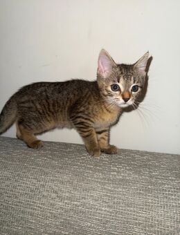 Süßes Katzenmädchen (EKH/Bengal)sucht liebevolles Zuhause – ab Ende Juli abgabebereit - Langenhagen