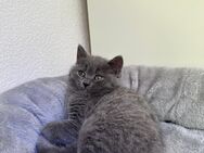 3 Kleine Kitten suchen ein warmes Haus mit einer tollen Familie - Hürth