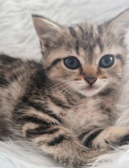 Mathilda BKH Kitten Abgabe SOFORT! - Berlin Reinickendorf