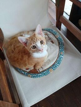 Charlie aus dem Tierschutz - Grevenbroich