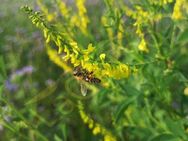 Gelber Steinklee Samen Honigklee Klee Bienen Honigklee Honig Klee Kleepflanze gelb viele kleine Blüten für Garten wildflower und Balkon Muttertag Geschenk flower present Sonne SWR - Pfedelbach