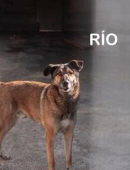 Rio - sucht aktive Menschen - Berlin