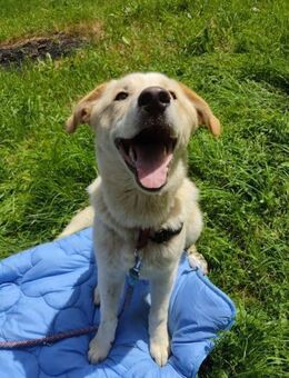 Sanfter Casper - Ellerbek