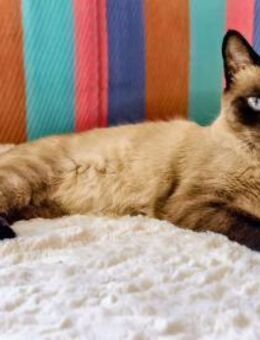 Bella2; sie liebt Bauchkraulen - Geilenkirchen