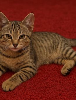 Katze Tiger - Düsseldorf