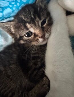 Katzen suchen neues zuhause - Hechingen Zentrum