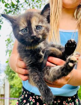 Katzenbaby Kitten kleine Katze Schildplatt - Barkhagen