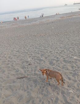 Chihuahua Rehapinscher Mix Welpen zu verkaufen - Fladungen