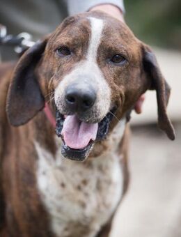 Vasco - sanfter Segugiorüde - Würzburg