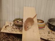 Weibchen grau + Jungtiere - Süßen