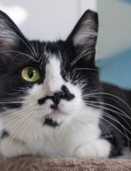 Katze Tuerca - mit Handycap - Bochum