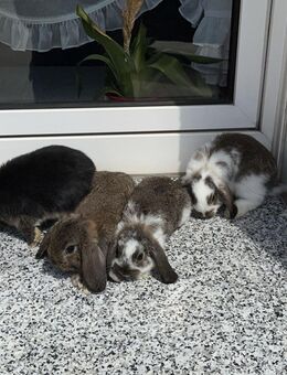 Zwergkaninchen, Minilop, weiblich - Rosendahl