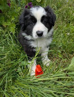 Border Collie Rüden - Lützen