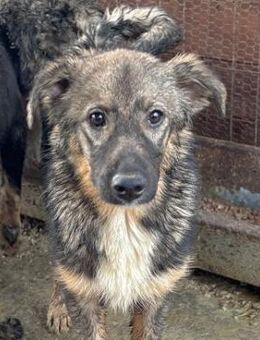 CARINO ~ wunderschön + stattlich - Duisburg