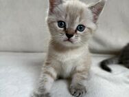Britisch Kurzhaar Katzenbabys Kitten - Frankfurt (Main) Zeilsheim